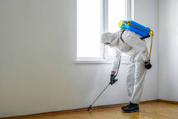 Best Termite Control Services  in Keewatin, MN