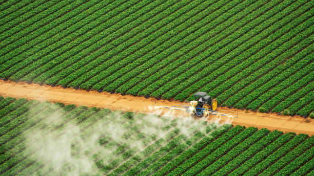 Best Termite Control Services  in Keewatin, MN