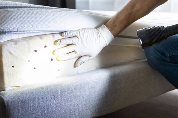 Best Pest Control Near Me in Keewatin, MN