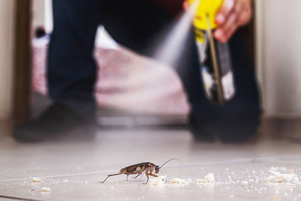 Best Exterminator Services  in Keewatin, MN